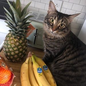 Meet your Posher, Justin